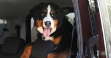 Large dog in car. Photo  ID 148997589 © Chernetskaya | Dreamstime.com